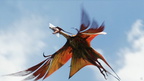 0822-Leonopteryx-Fly