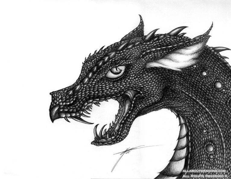 0537-dragon-Black_Sc