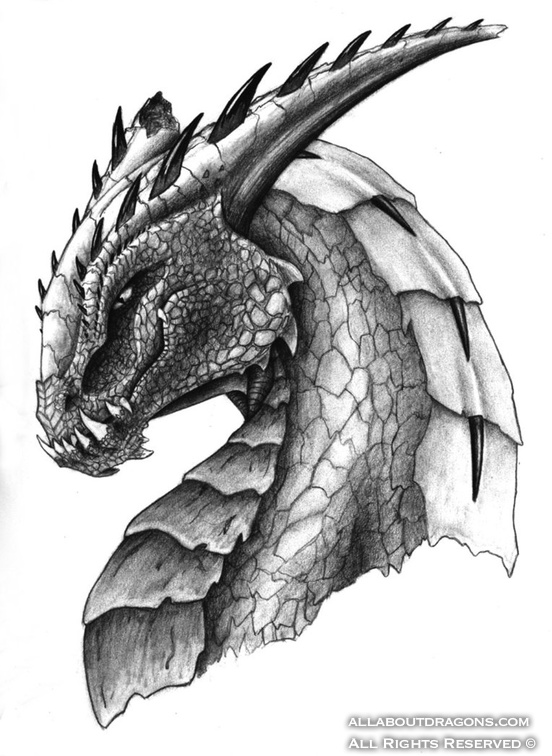 0547-dragons-Portrai