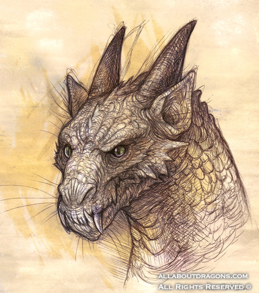 1250-dragon-dragon_head_sketch_by_katepfeilschiefter-d3frwja.jpg