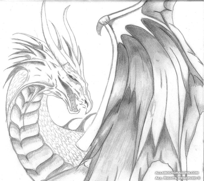 1659-dragon-Dragon_by_skortie.jpg