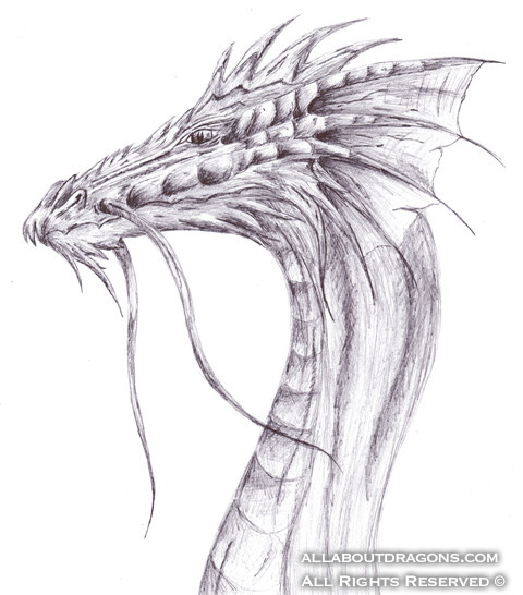 1666-dragon-dragon_by_true_crystalwolf.jpg