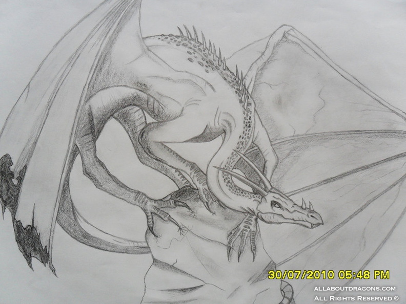 1696-dragon-Dragon_sketch_by_Saphira1994.jpg