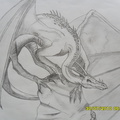 1696-dragon-Dragon_s