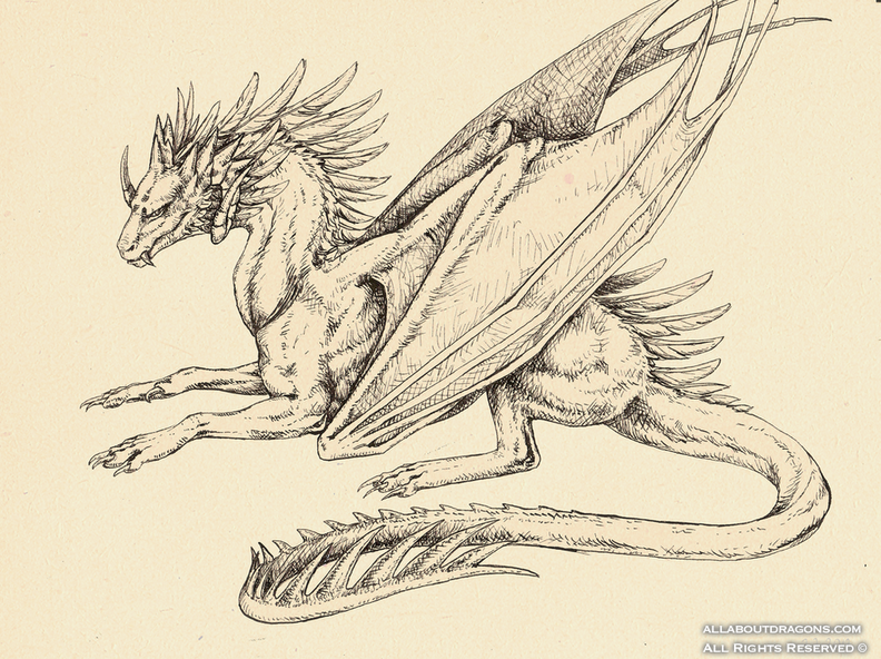 1704-dragon-ink_dragon_by_nachiii-d4oli06.png