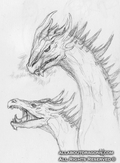 1827-dragon-dragon_head_sketches_by_silverracoon-d4q4fyg.png