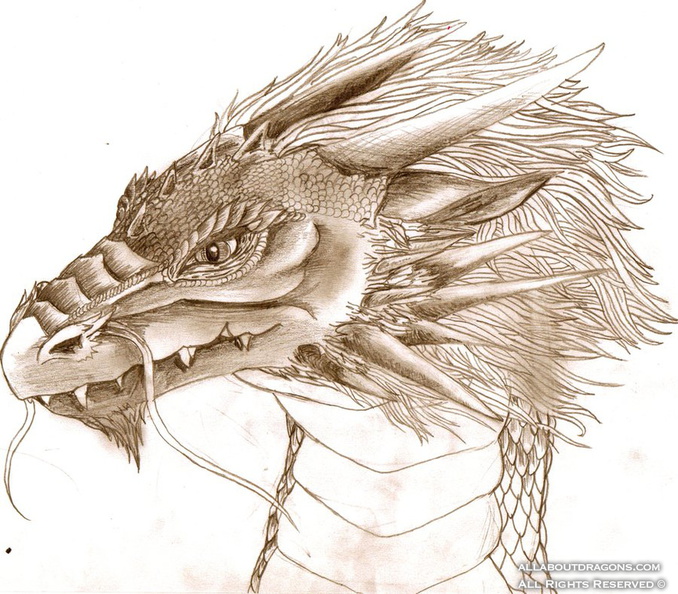 2161-dragon-quick_dragon_head_sketch_by_bobbydazzl3r-d3ahblk.jpg
