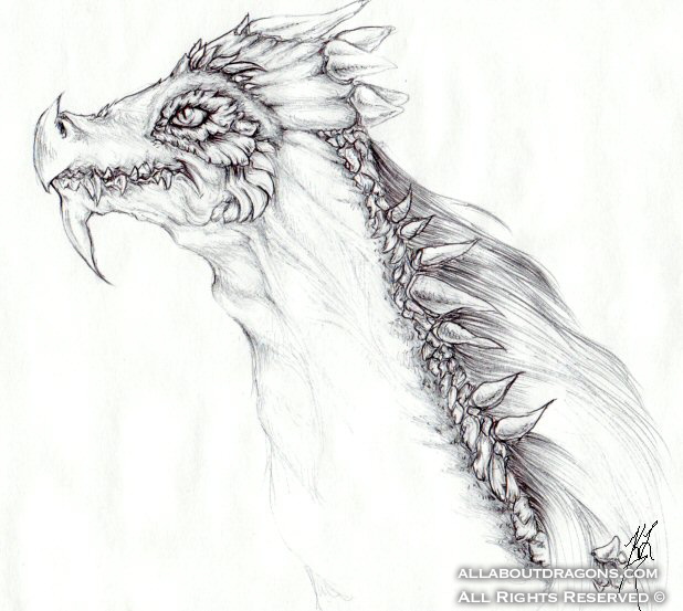 2191-dragon-Dragon_by_Zucci_zookeenee.jpg