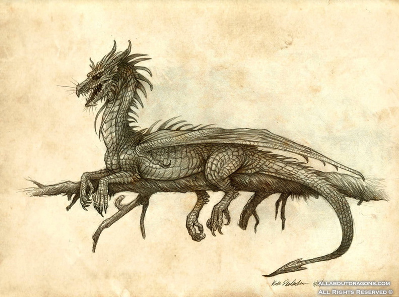 2244-dragon-draco_occidentalis_magnus_by_katepfeilschiefter-d4a1l42.jpg