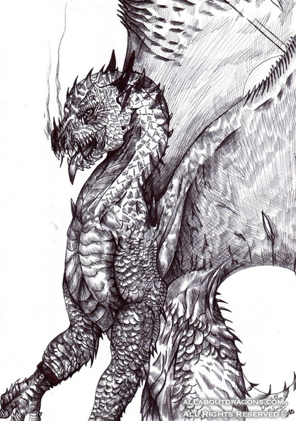 2326-dragon-The_Dragon_by_Furiarossa.jpg